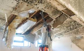 Trusted Clinton, IA Mold Remediation Experts